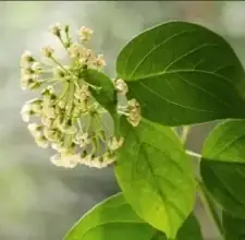 GlycoBalance White Mulberry Leaf